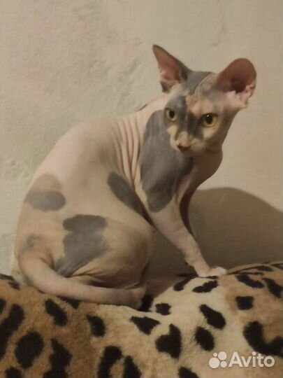 Канадский сфинкс