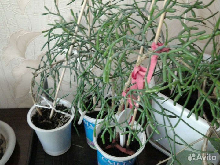 Хатиоры рипсалис