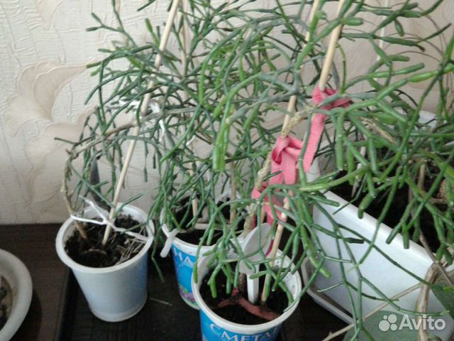 Хатиоры рипсалис