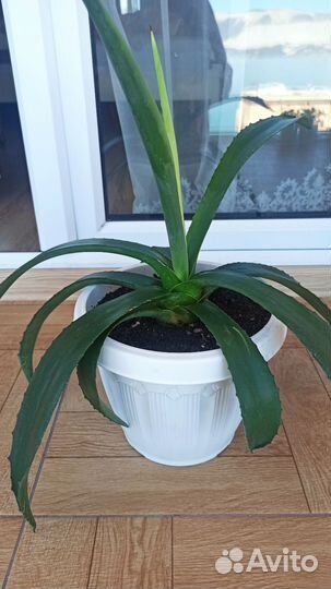 Агава голубая. Домашние и садовые растения