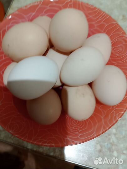 Яйца