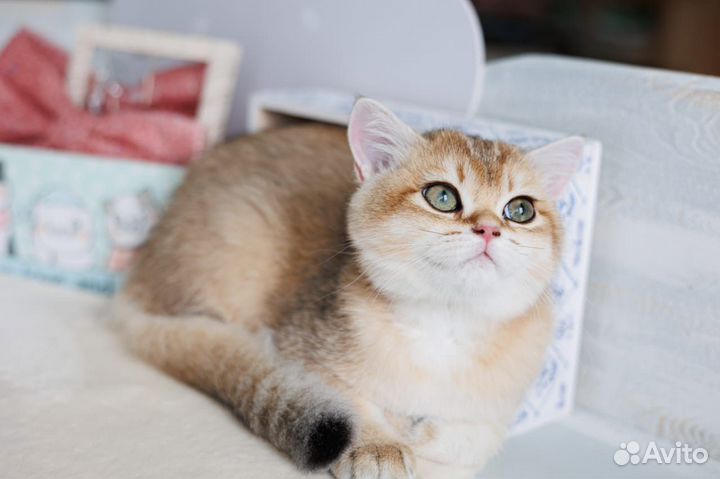 Ласковая британская девочка