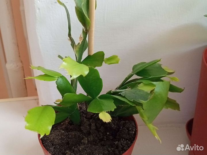 Декабристы с горшком