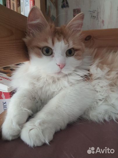 Кастрация котов, стерилизация кошек, прививки