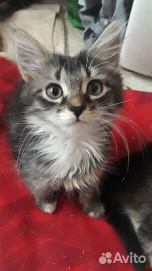 Котята в добрые руки бесплатно