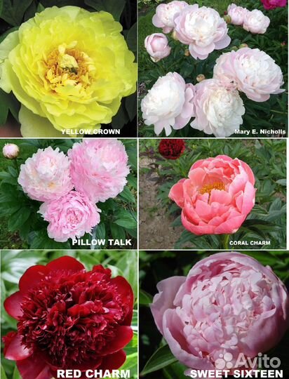 Голландские корни пионов урожай 2023г