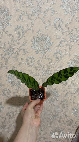 Калатея лансифолия