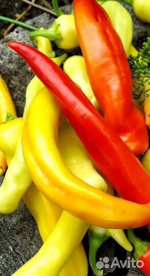 Перец сладкий Сибирский Экспресс. Семена Алтая