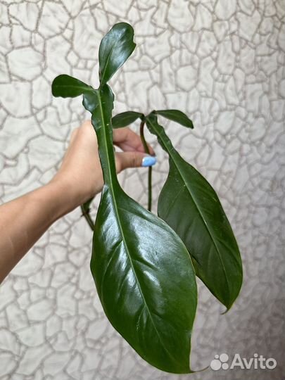 Филодендрон джоэппи