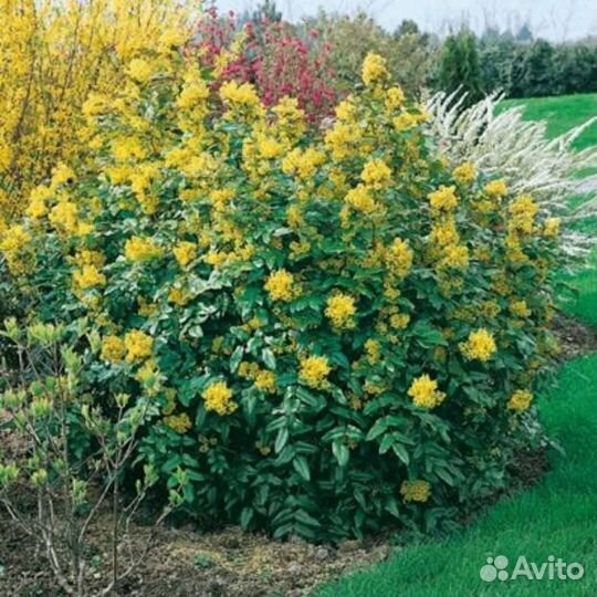 Магония падуболистная