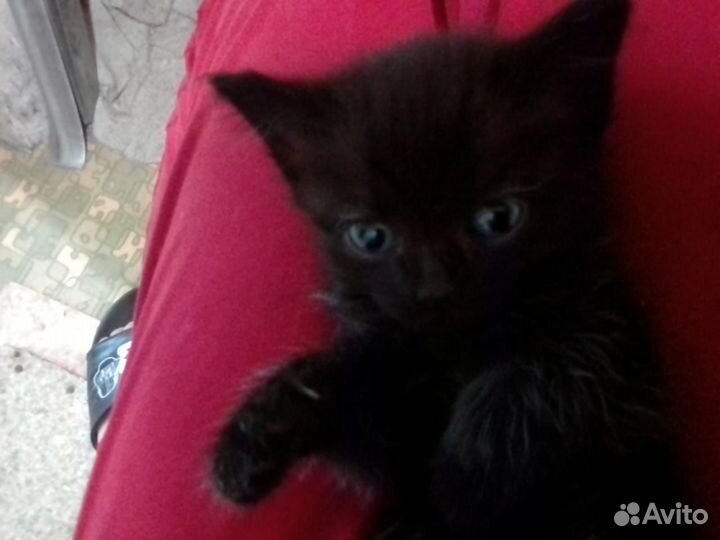 Отдам котят в добрые руки