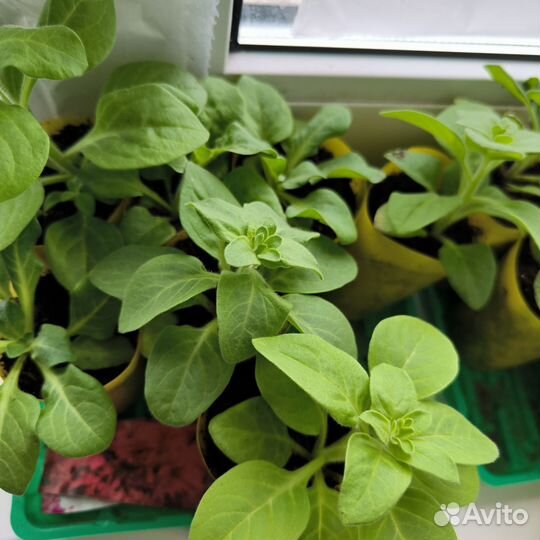 Петуния сортовая