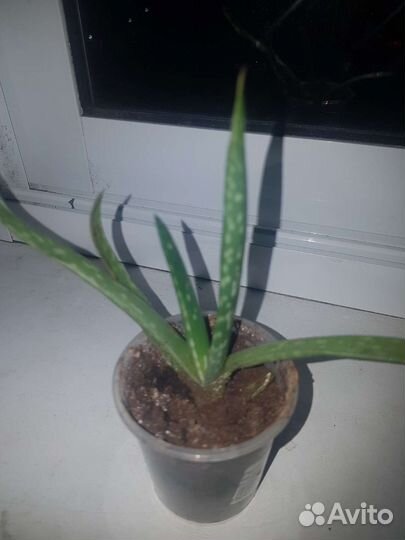 Алое лечебный