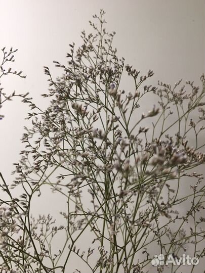 Лимониум сухоцвет