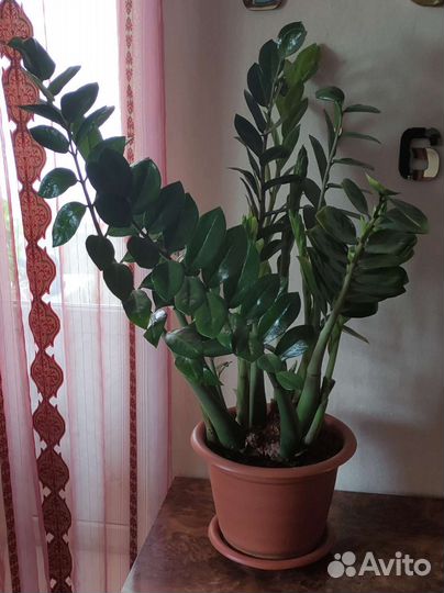 Замиокулькас, комнатное растение