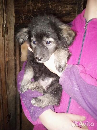 Щенки в добрые руки