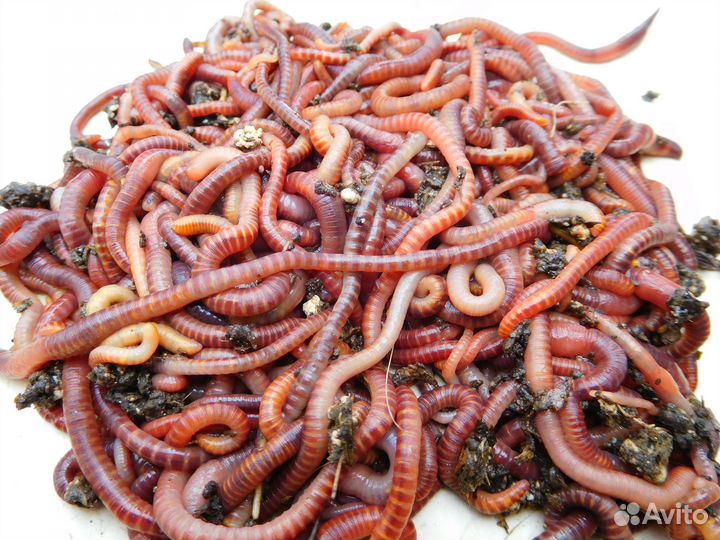 Червь дендробена для рыбалки