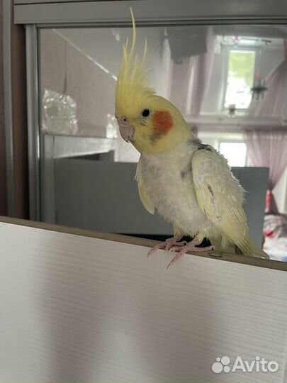 Попугай корелла с клеткой