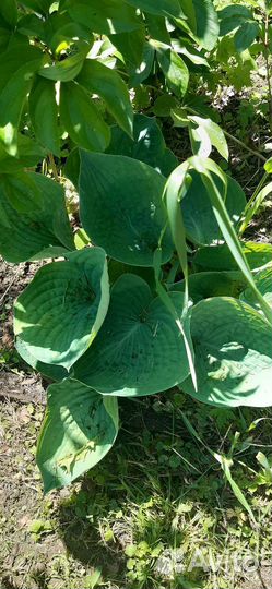 Многолетники