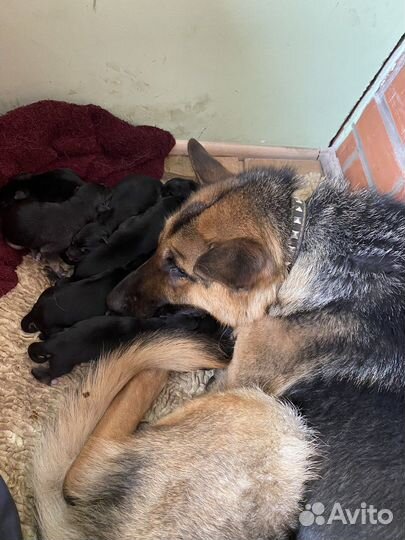 Овчарка помесь