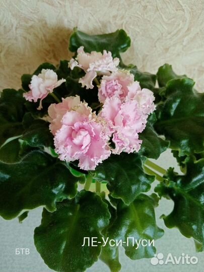 Ук. листы фиалки с детками