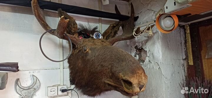 Чучело головы лося