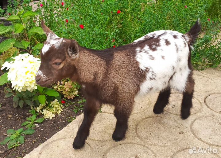 Карликовые камеруно-нигерийские козлята