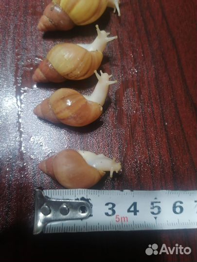 Улитки Ахатины