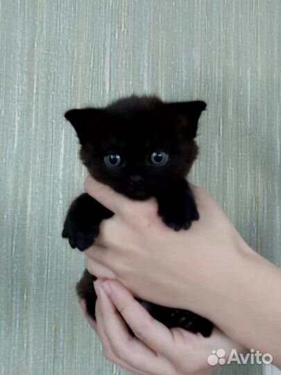 Котята отдам в добрые руки бесплатно