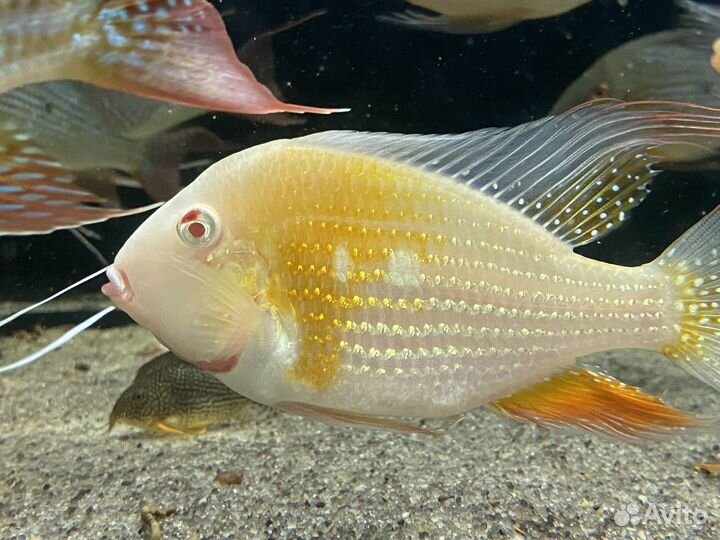 Геофагус акахарипты и альбино