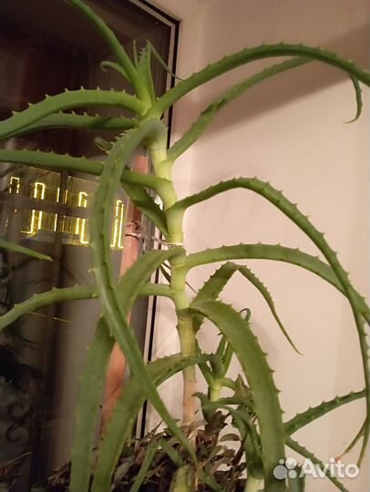 Спатифиллум, каланхое, столетник