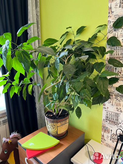 Комнатные цветы