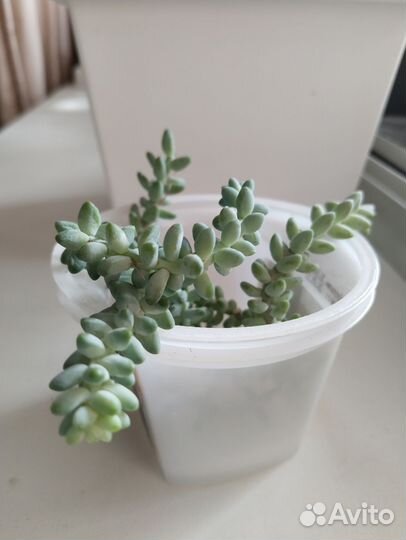 Суккуленты седум бурито