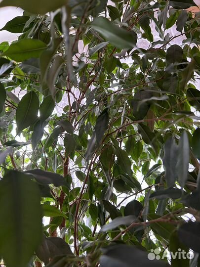 Фикус бенджамина большой