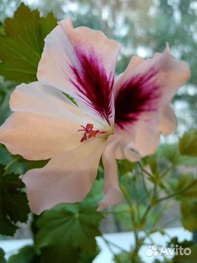 Пеларгония герань