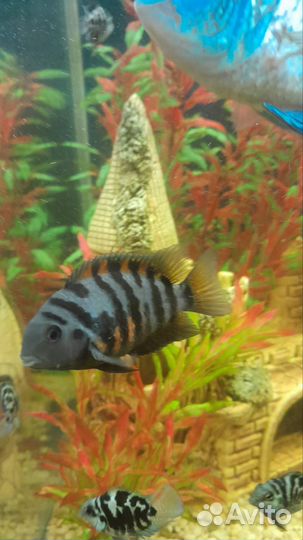 Розовые фламинго, цихлазомы, наннакара неоновая