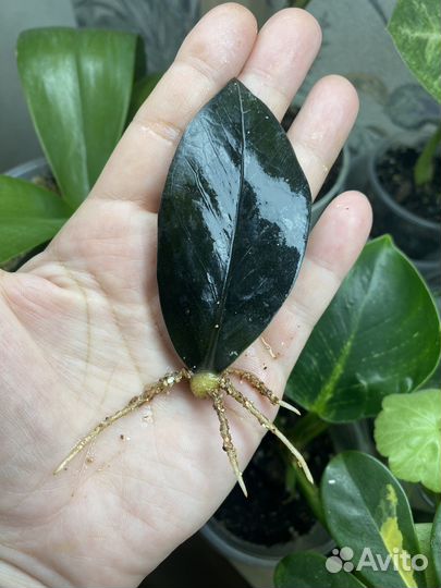 Замиокулькас черный равен