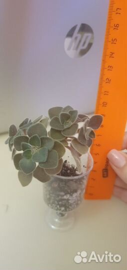 Суккуленты 100 р