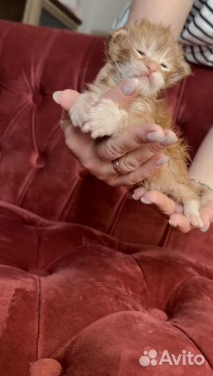 Котята мейн-кун полидакт