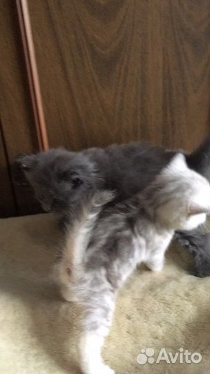 Шотландская