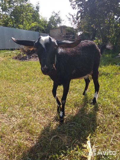 Козел и коза