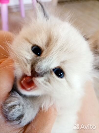 Невская маскарадная девочка с документами