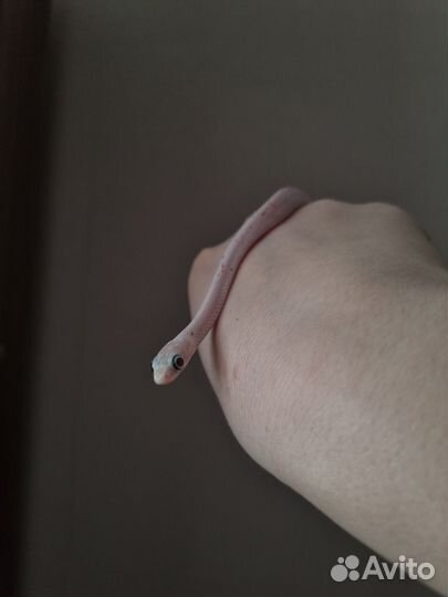 Маисовый полоз