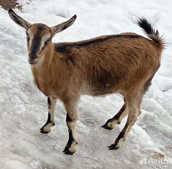 Козье молоко