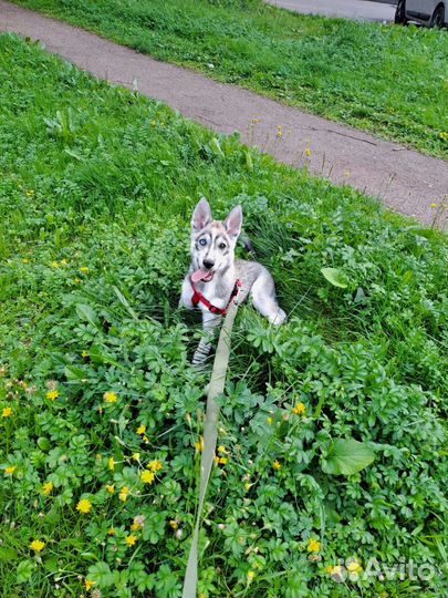Сибирский хаски