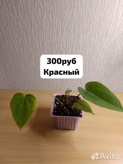 Антуриум ванилла красный цветы растения