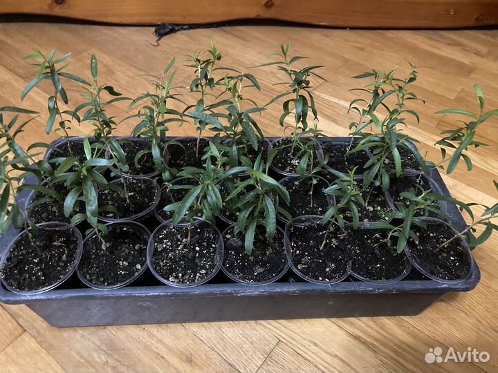 Каллистемон