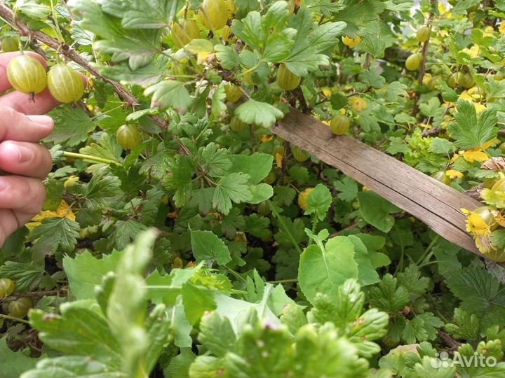Крыжовник зеленый сладкий