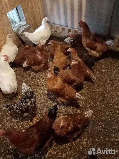 Куры голуби