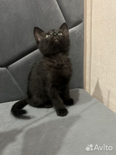 Котик в добрые ручки